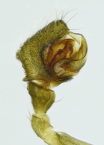 Réf. 217 343 : Agyneta rurestris